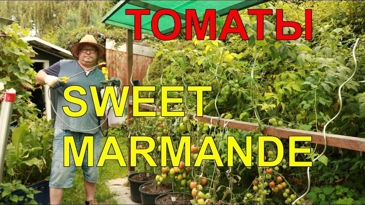 Томат марманде marmande: описание, отзывы, фото, урожайность