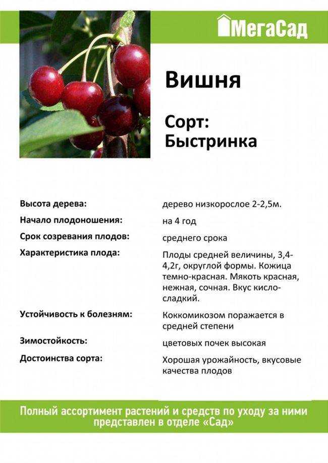 Вишня владимирская: описание сорта, посадка, уход, отзывы