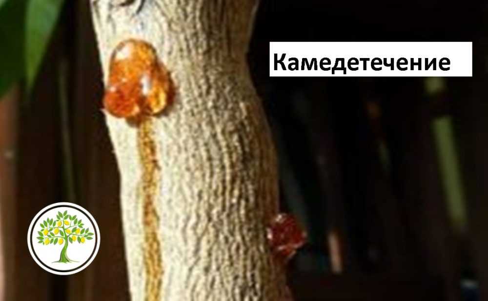 Как бороться с сажистым грибком