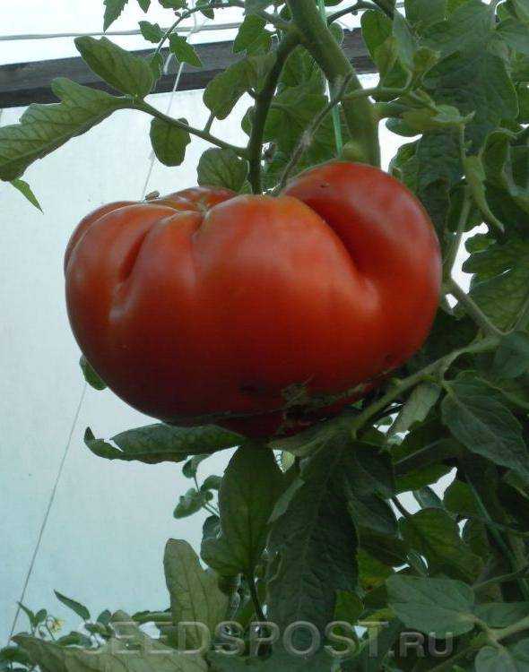 Томат «гигант новикова» с отличными вкусовыми качествами. фаворит малинового цвета
