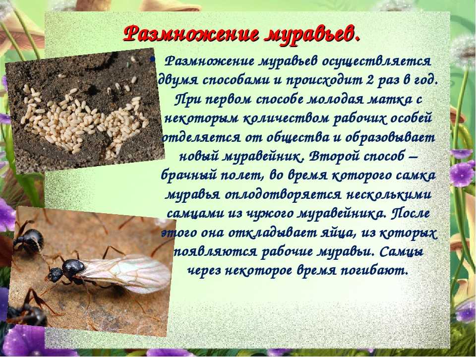 Особенности образа жизни муравьев и интересные факты о них