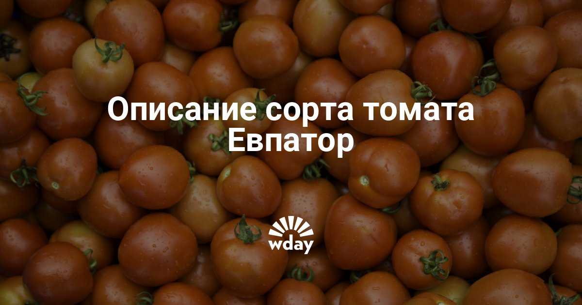 Томат евпатор f1: отзывы, фото, описание и выращивание