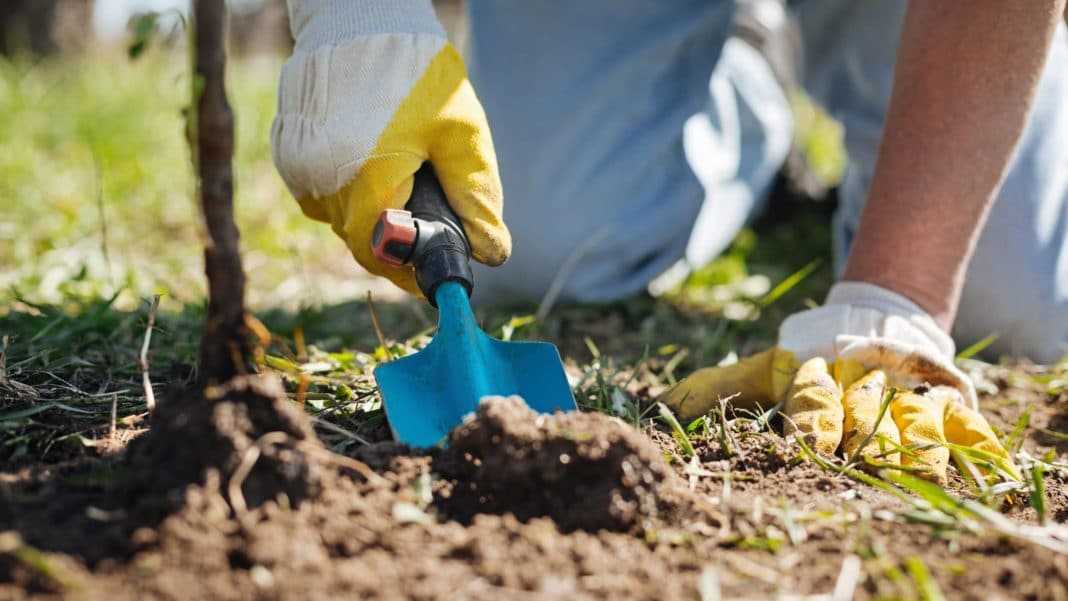 Подкормка озимой пшеницы: описание метода бузницкого, нормы внесения минеральных удобрений, максимальная доза, как правильно вносить своими руками