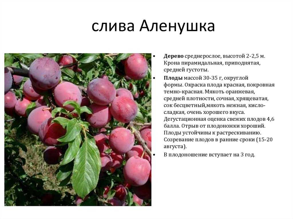 Описание и характеристика сорта сливы тульская чёрная