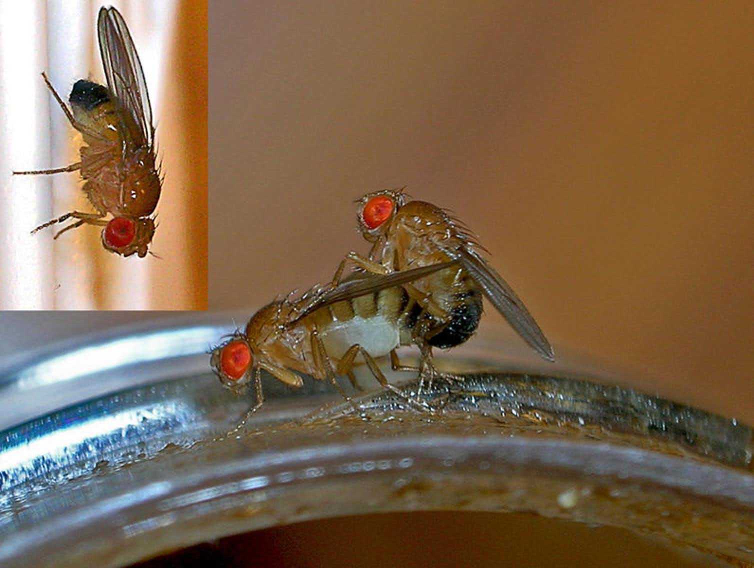 У мух есть пол. Муха дрозофила. Плодовая мушка дрозофила. Дрозофила Меланогастер. Плодовая мушка Drosophila melanogaster.