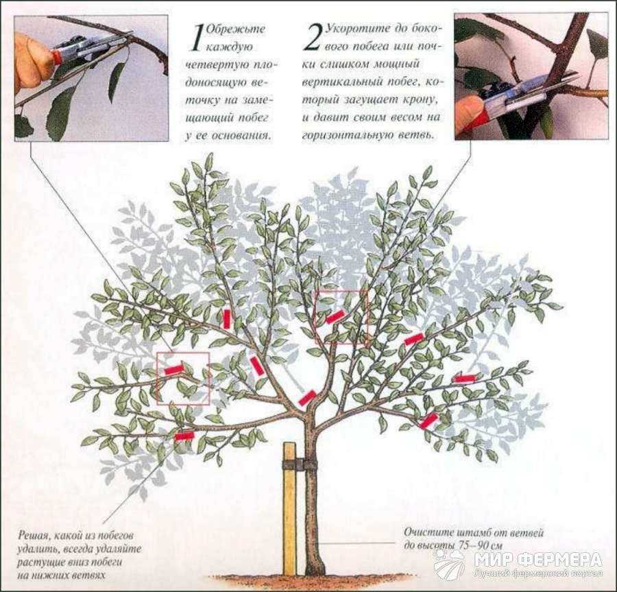 Обрезка вишни черешни весной для начинающих в картинках пошагово