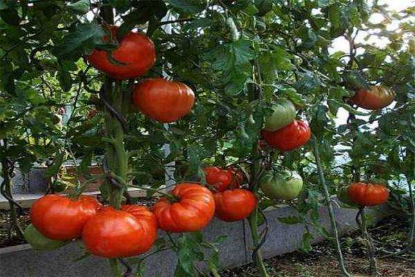 Сорта томатов шапка мономаха