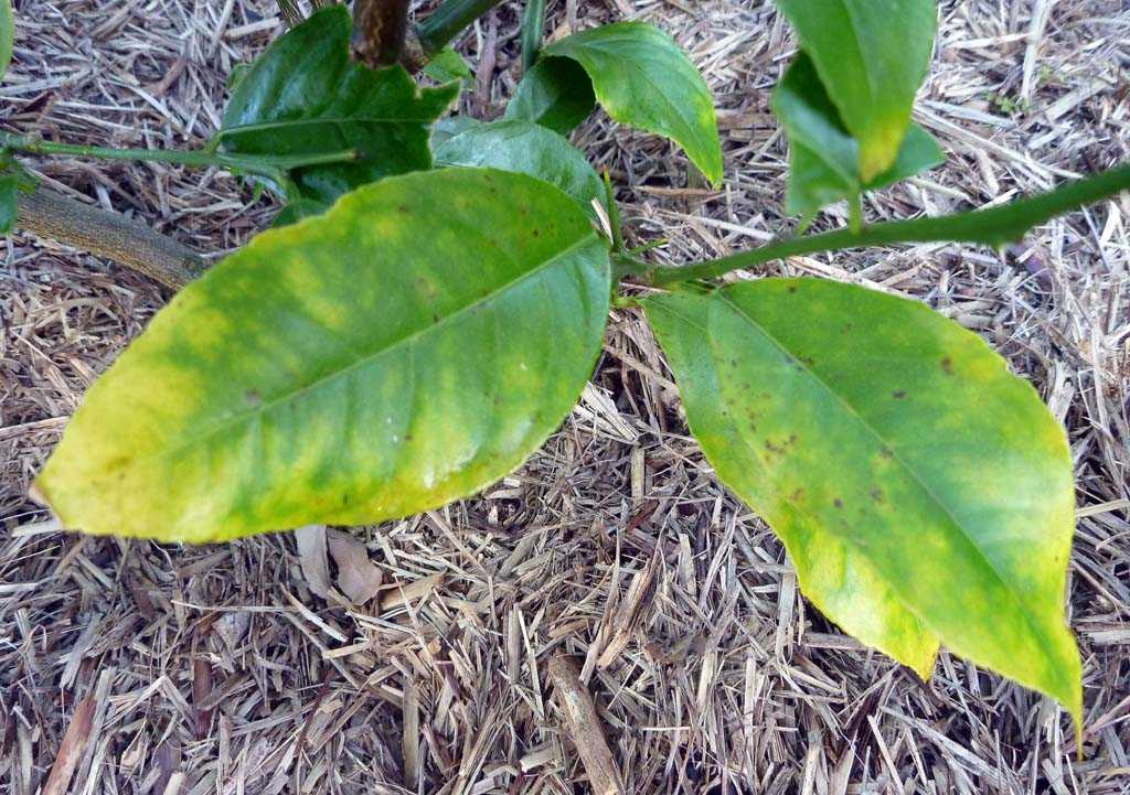 Заболевания лимона комнатного по листьям с фото