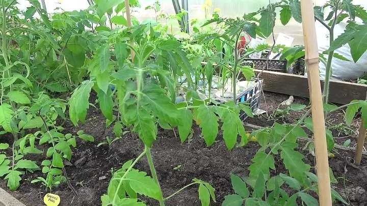 Подкормка помидор и перца: дрожжами, йодом. чем подкармливать рассаду, томаты в открытом грунте, теплице