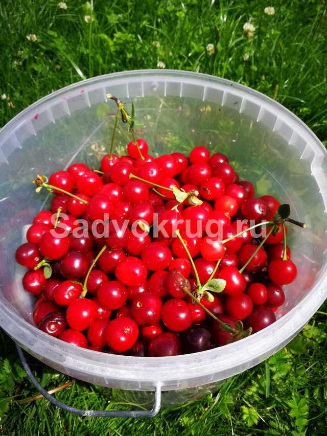 6 способов как заморозить вишню в холодильнике на зиму