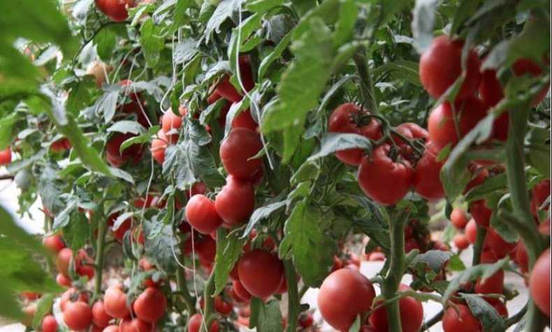 Лучшие сорта помидор на 2021 год: самые урожайные, вкусные, для открытого грунта и теплиц