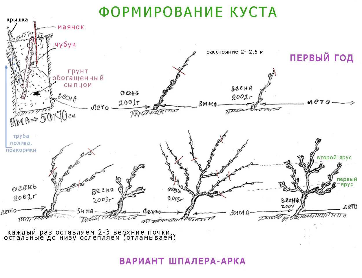 Обрезка винограда весной для начинающих в картинках пошагово видео в подмосковье