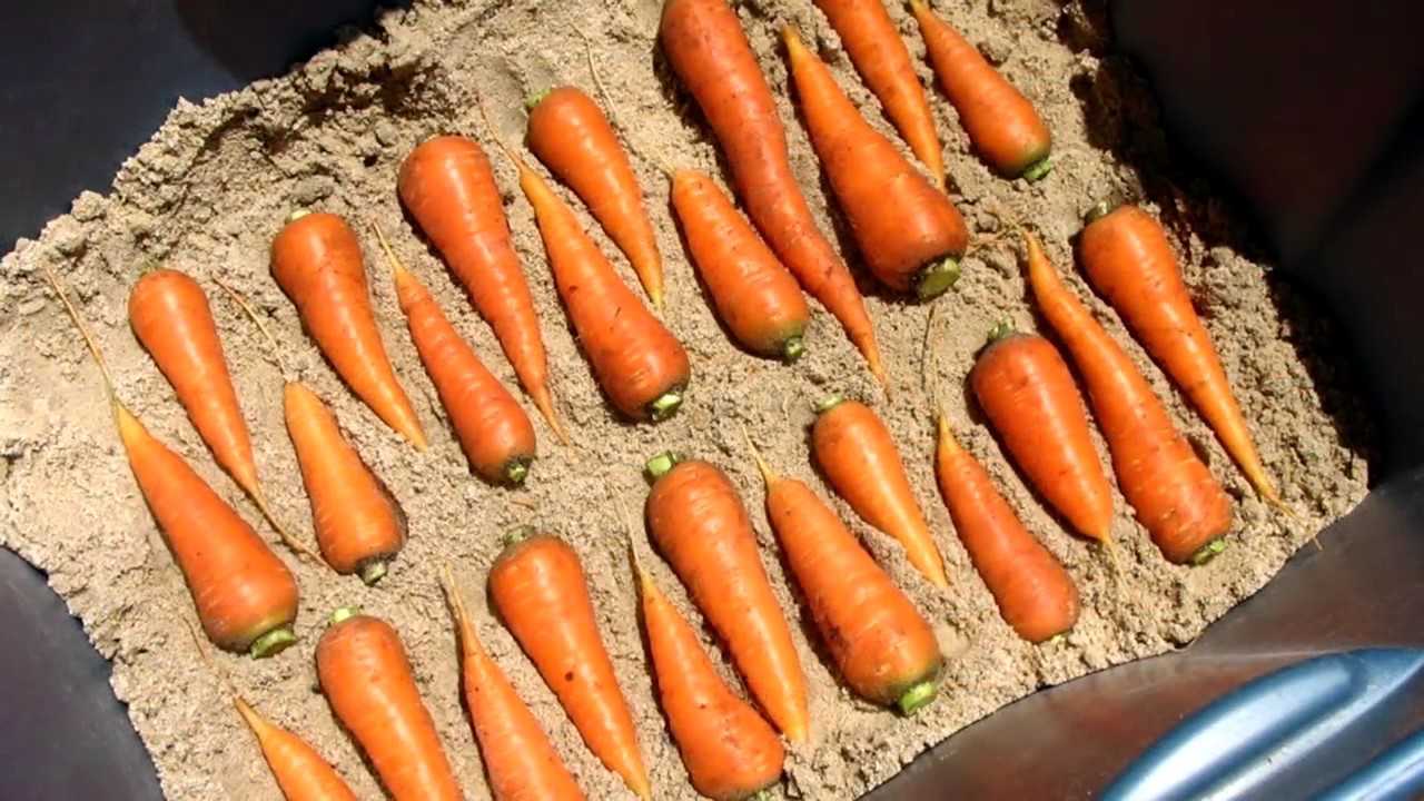 Как хранить морковь в подвале, погребе, квартире и в холодильнике? как сохранить морковь на зиму?