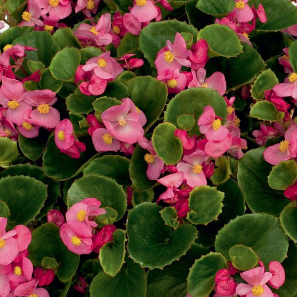 Бегония вечноцветущая (Begonia semperflorens)