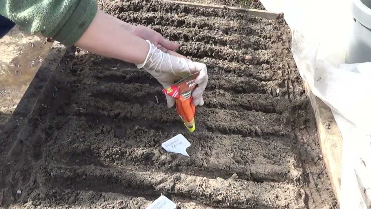 Как посадить морковь с киселем рецепт с фото