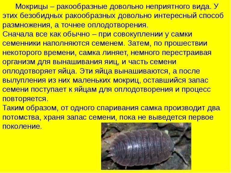 Мокрицы в квартире - как избавиться от этих насекомых