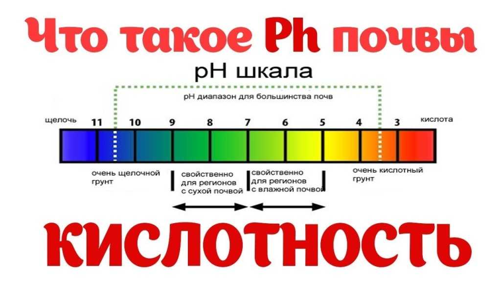 Кислотность почвы. Кислотно щелочная шкала. Как определить кислотность почвы. PH почвы для растений таблица.