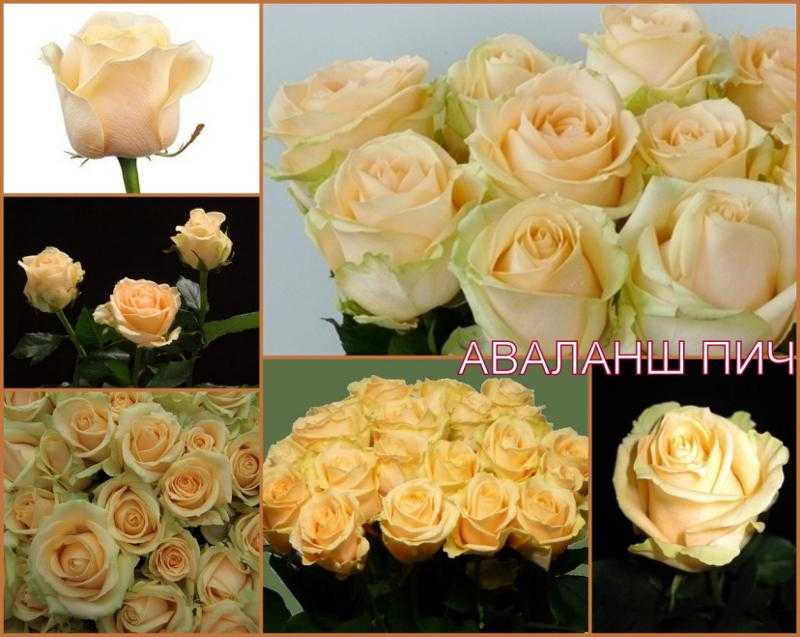 Розы названия сортов с фото на русском