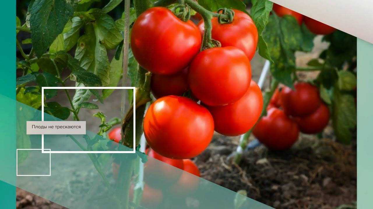 Обзор самых лучших сортов грунтовых томатов: ранние, сладкие, урожайные