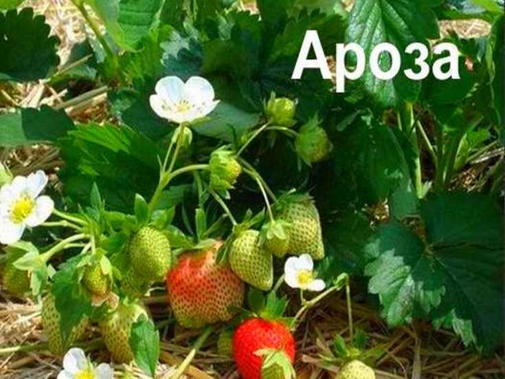 Сорт клубники Ароза Arosa выведен итальянскими селекционерами и относится к категории среднеспелых Оригинатором являются итальянские опытные станции CIV Разновидность была получена в результате скрещивания сорта Мармолада с американским сортом Чендлер