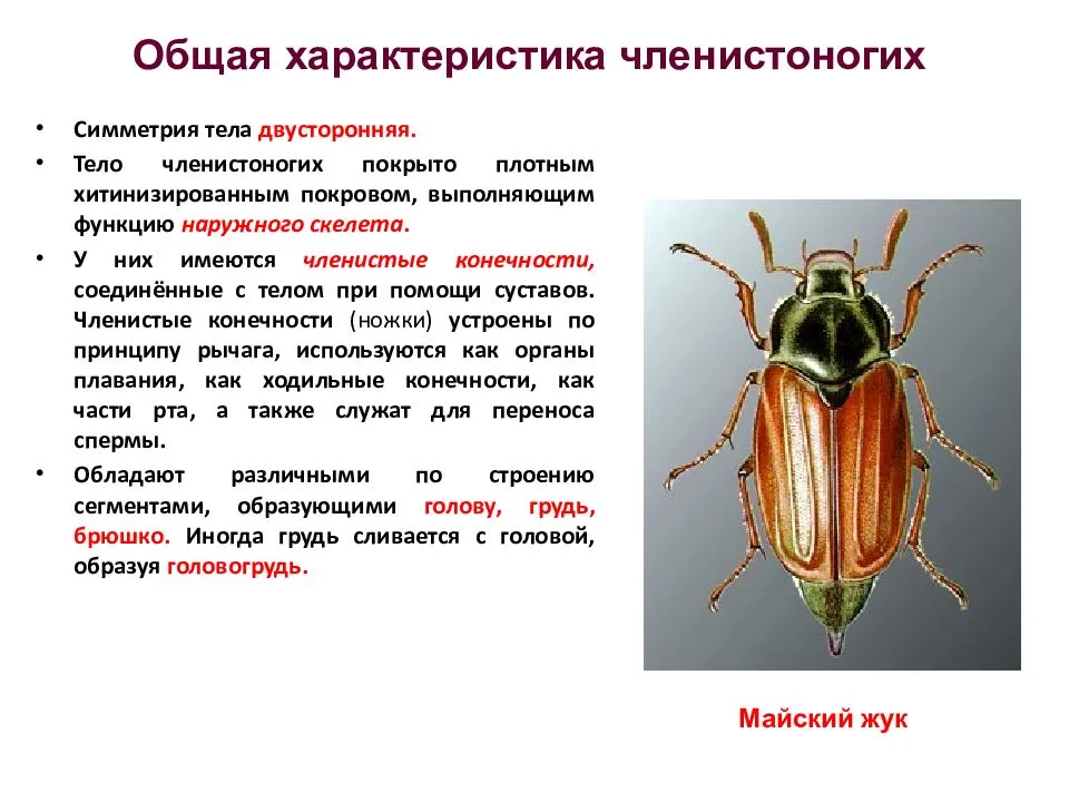 Членистое тело. Членистоногие классы. Общая характеристика членистоногих. Членистоногие насекомые строение.