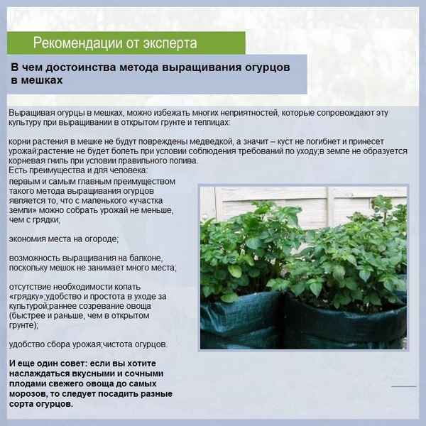 Урожай круглый год: как вырастить огурцы на подоконнике