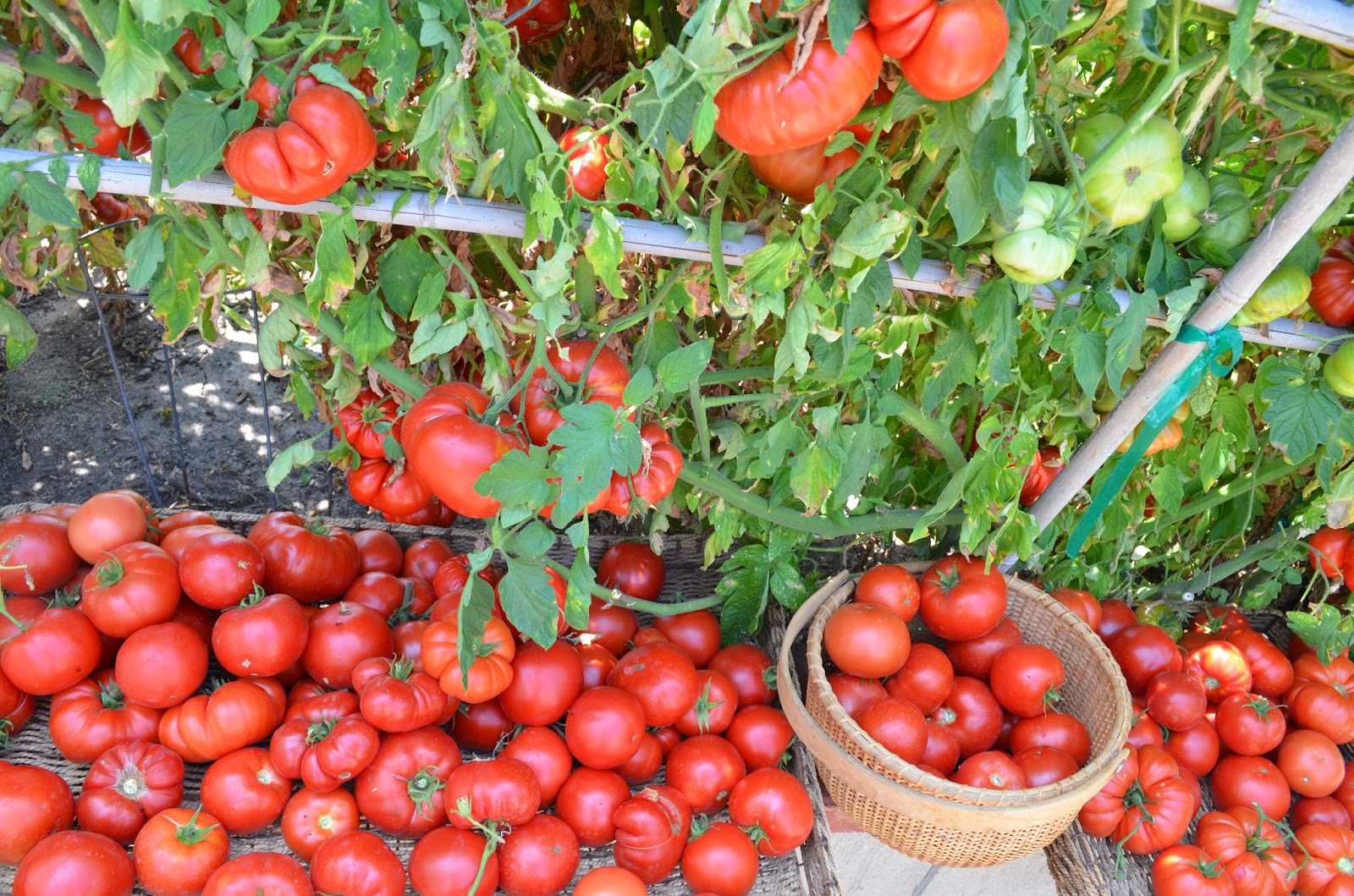 Описание сорта томата бони мм, его характеристика и урожайность