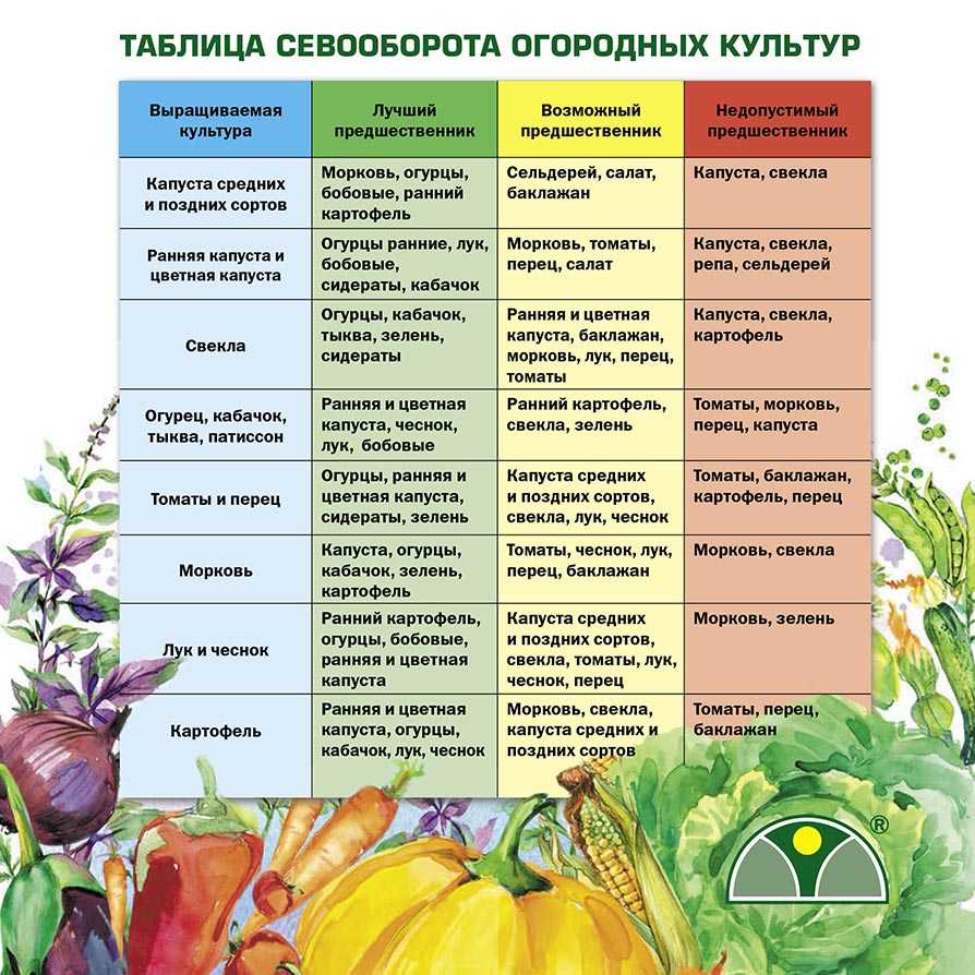 Какие культуры сажать после томатов на следующий год в открытом грунте и теплице