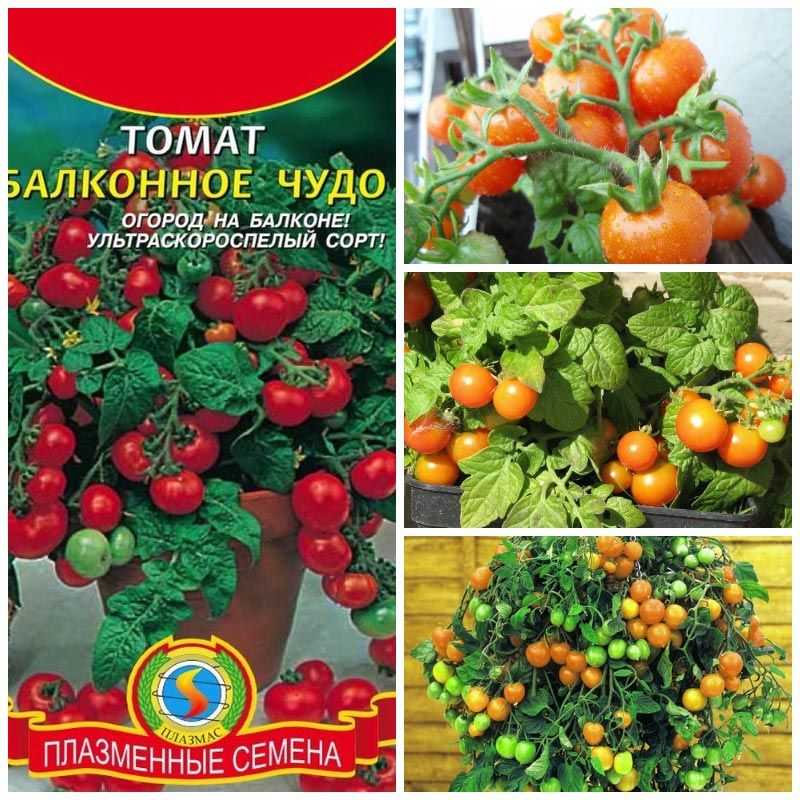 Лучшие сорта томатов для выращивания на подоконнике или балконе. как посадить и вырастить помидоры на балконе: лучшие сорта и пошаговая инструкция