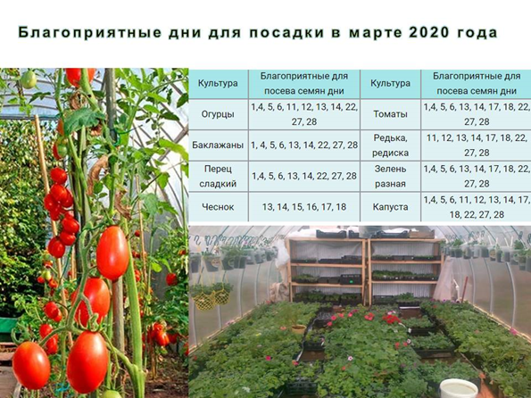 Как сажать помидоры в теплице на каком расстоянии друг от друга схема