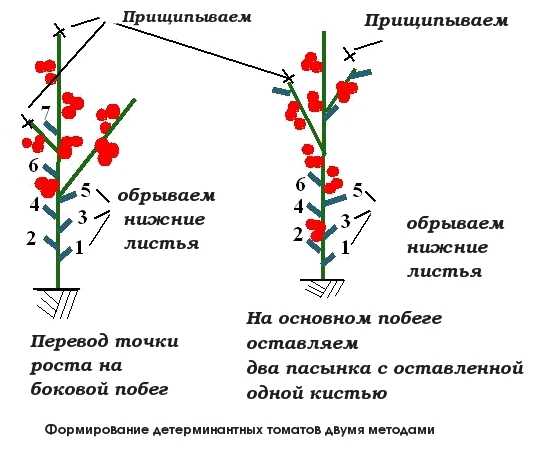 Как выращивать помидоры через рассаду: от семечка до кустика