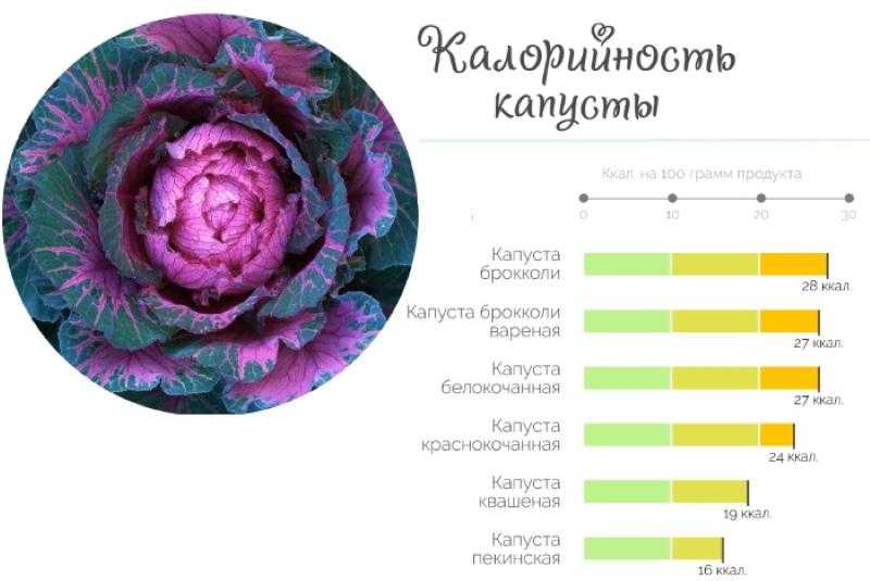 Сорта белокочанной капусты - более 20 сортов с фото и описанием