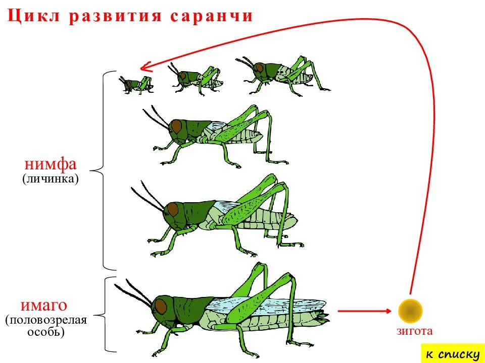 Саранча рисунок биология