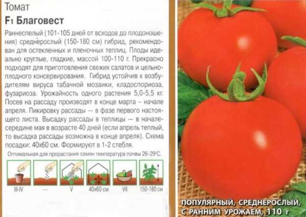 Томат кибиц − описание сорта, фото помидоров, отзывы овощеводов, урожайность, выращивание, видео