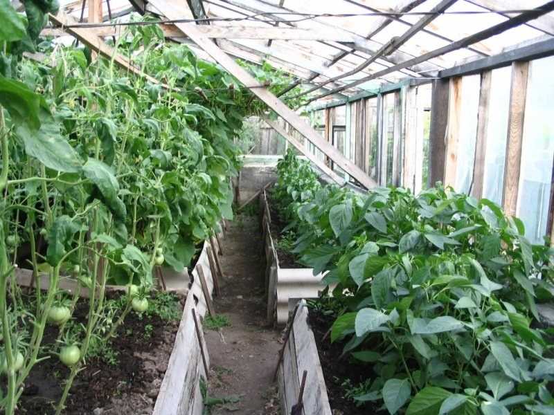 Особенности совместного выращивания помидоров и огурцов в одной теплице: как посадить и ухаживать чтобы получить хороший урожай, какие условия нужны
