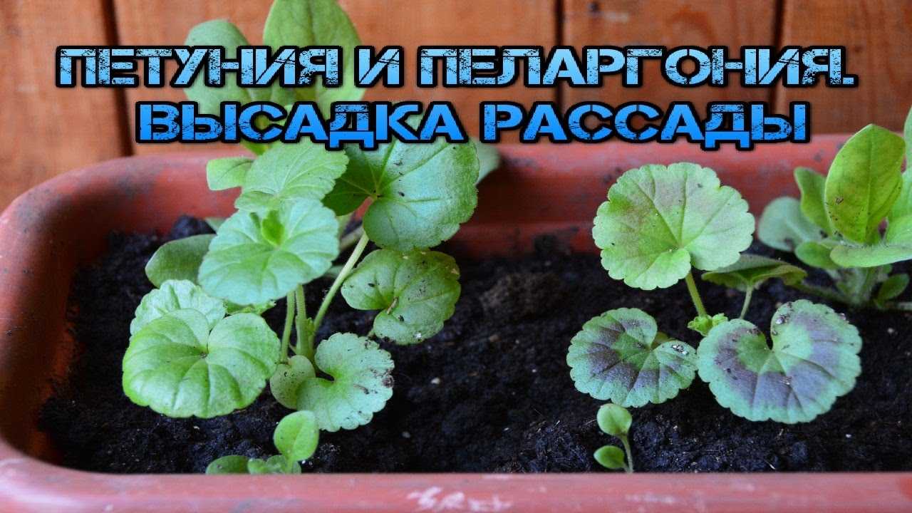 Как вырастить пеларгонию из семян в домашних условиях с фото пошагово