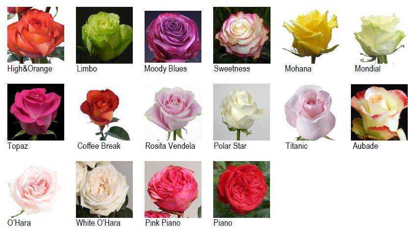 Розы названия сортов с фото на русском
