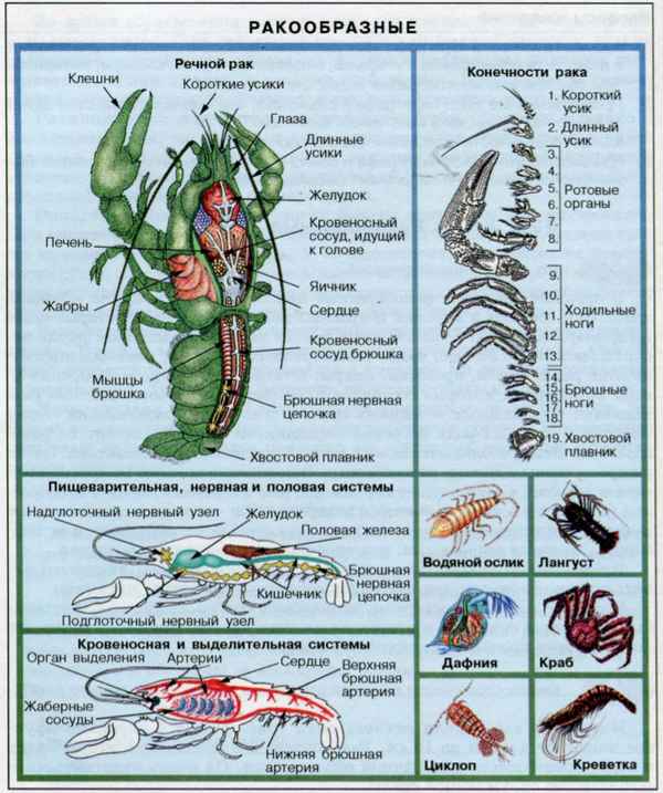 Как избавиться от мокриц