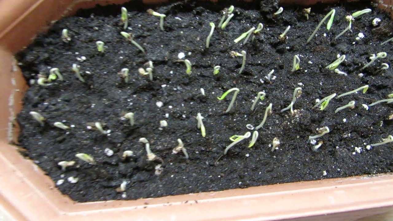 Через сколько дней всходят семена томатов