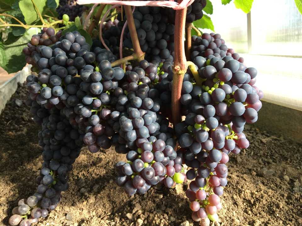 Сорта винограда для самарской области с фото и описанием неукрывные
