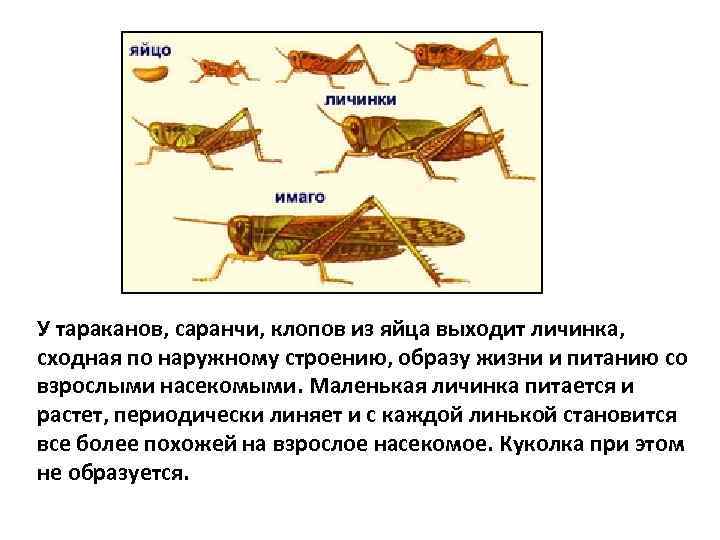 Схема развития саранчи