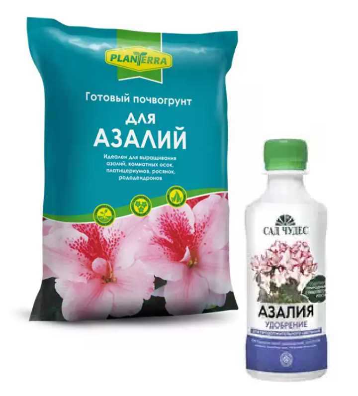 Какой нужен грунт для денежного дерева?