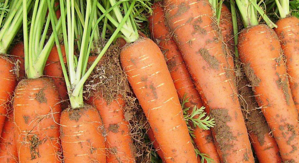 Лучшие сорта моркови для средней полосы. Шантане 2461 2гр морковь. Морковь Московская зимняя с. Морковь Шантанэ Роял. Сорт моркови Мокум.