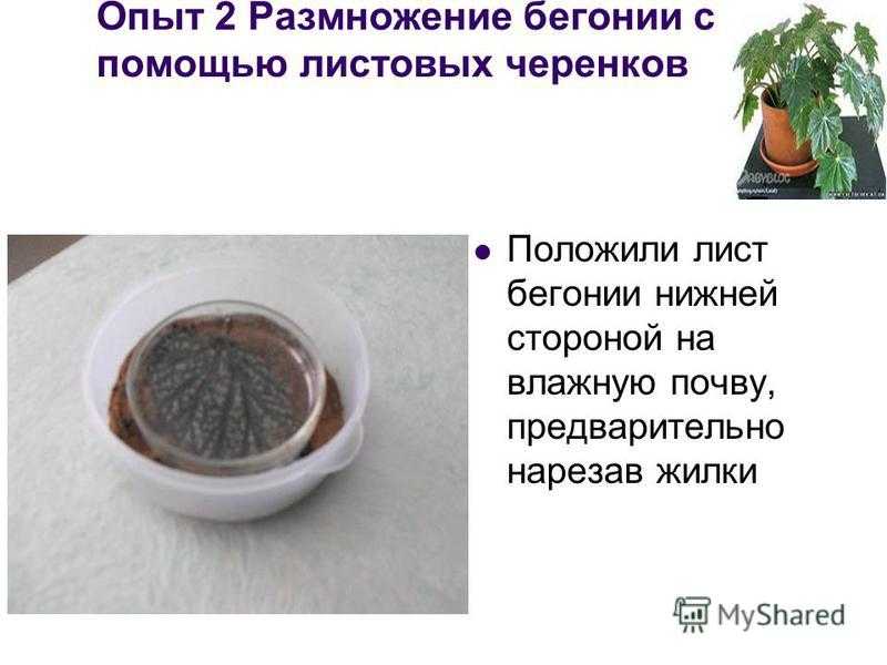 Как ухаживать за цветком бегония в домашних условиях