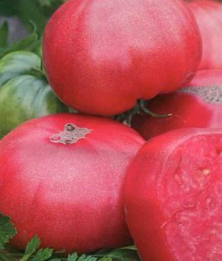 Розовые ранние помидоры