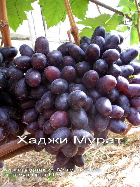 Виноград конкорд русский описание сорта