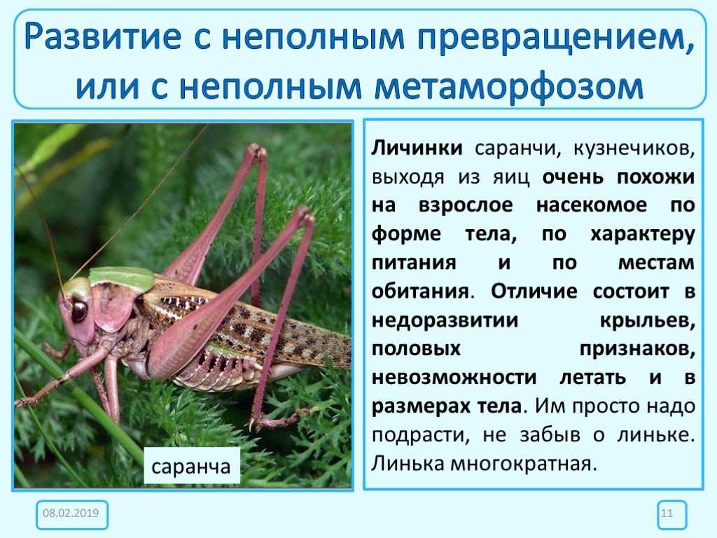 Жизненный цикл бабочки