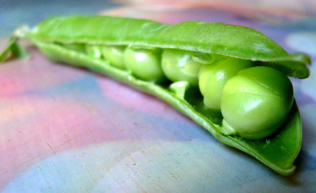 Зеленый консервированный горошек – польза и вред