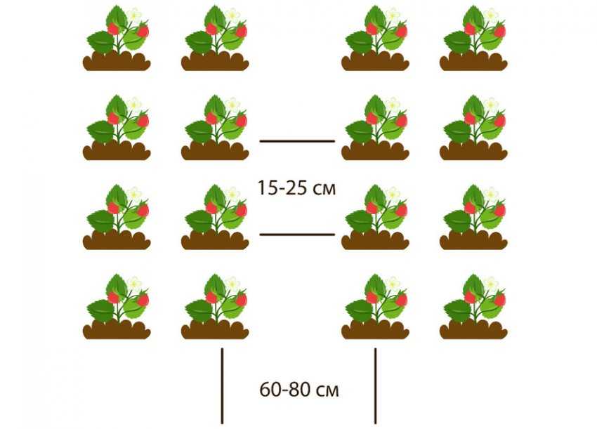 Схема посадки клубники на грядке в два ряда