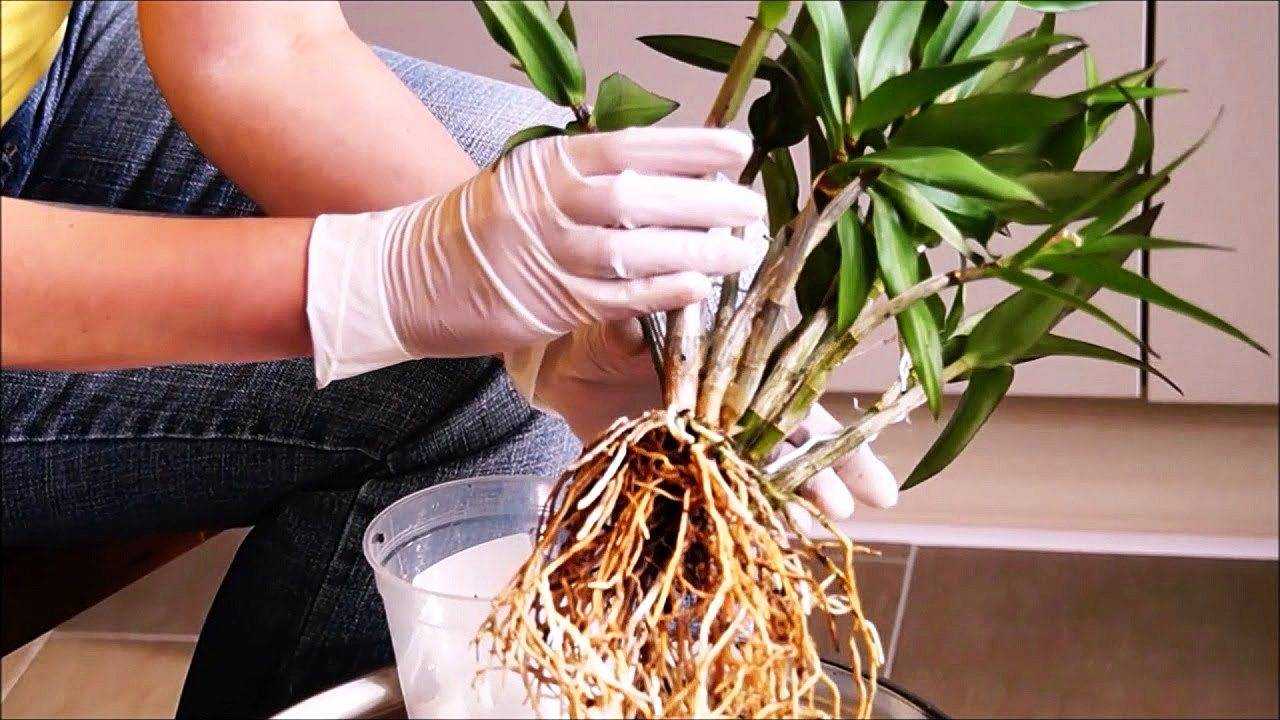 Пересадка орхидеи в домашних после покупки. Орхидея Дендробиум Нобиле пересадка. Орхидея Дендробиум размножение. Дендробиум Нобиле пересадка. Дендробиум Орхидея пересаживание.